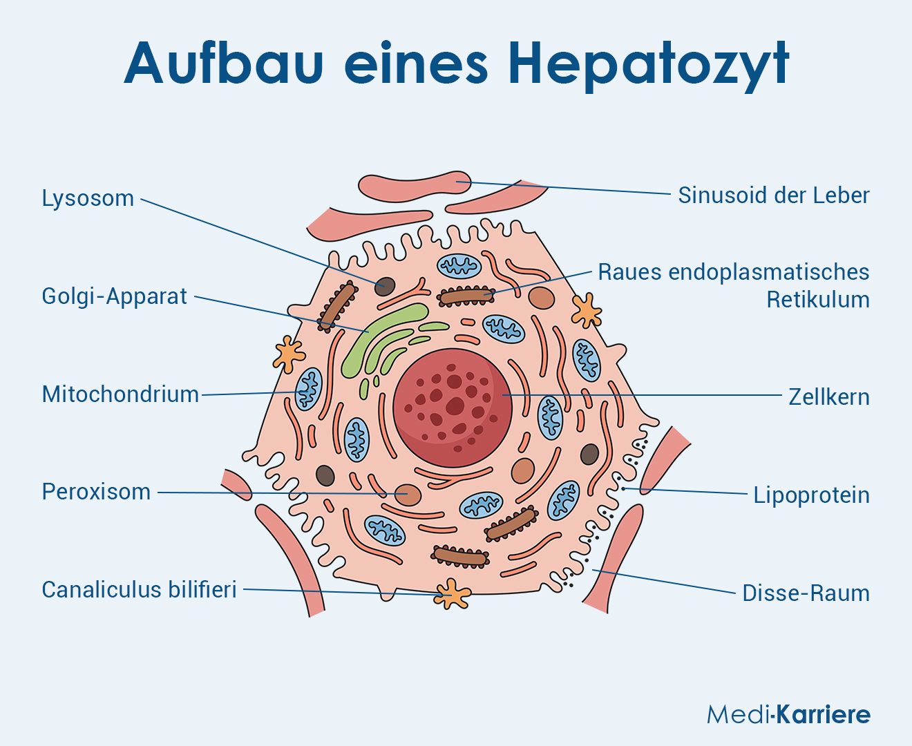 Hepatozyten 1 Grafik