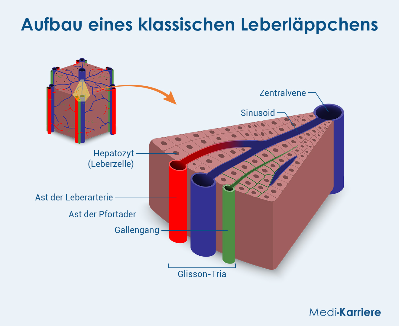 Hepatozyten 2 Grafik