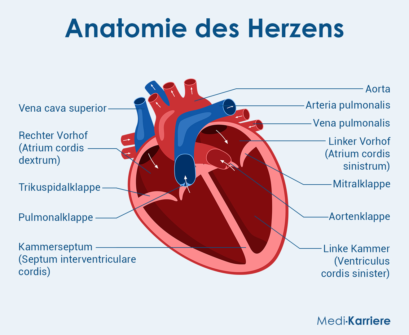 Herzvorhof Grafik