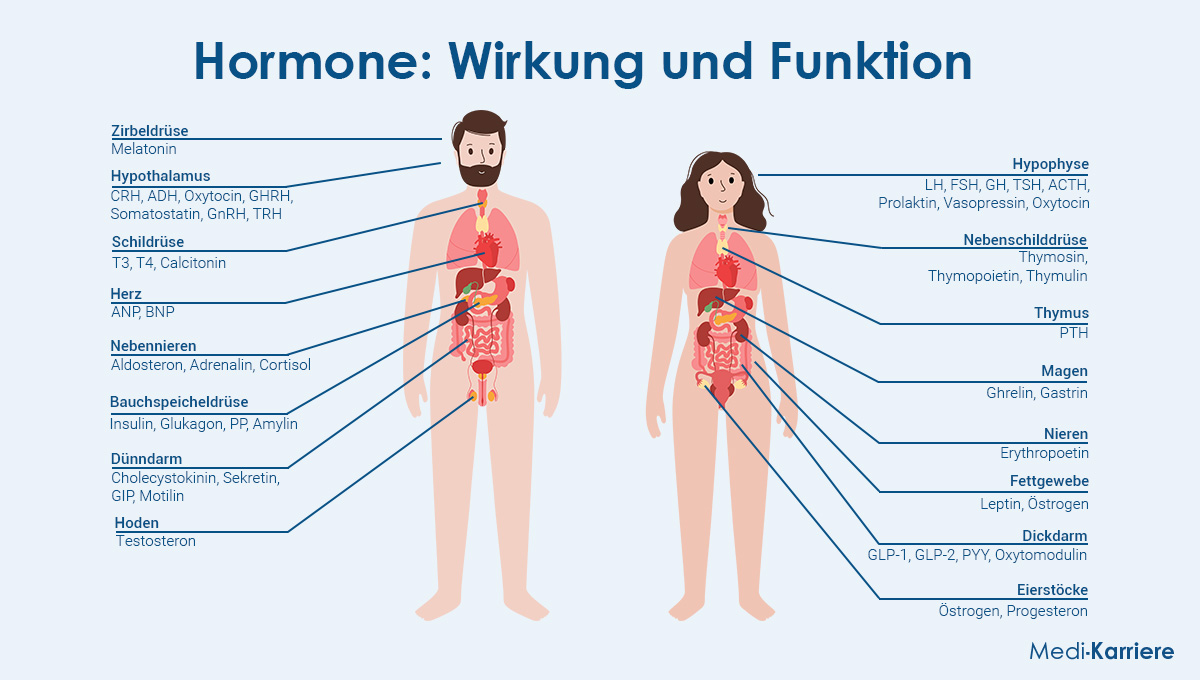 Hormone Grafik