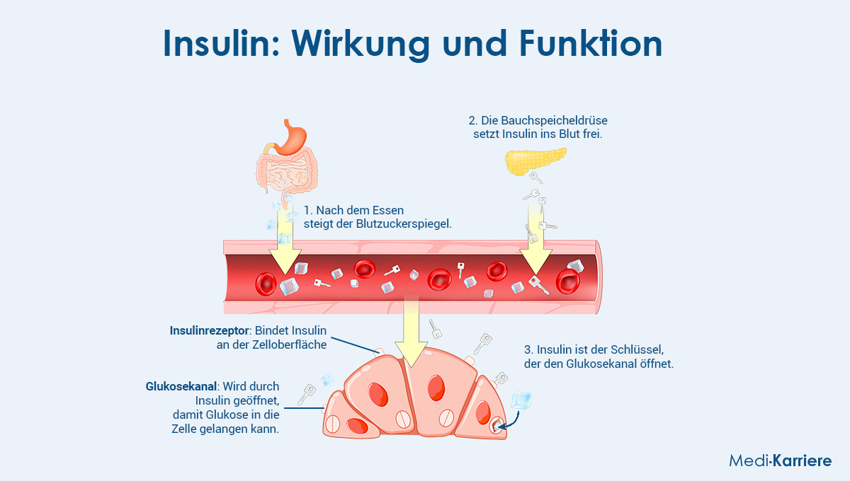 Insulin Grafik