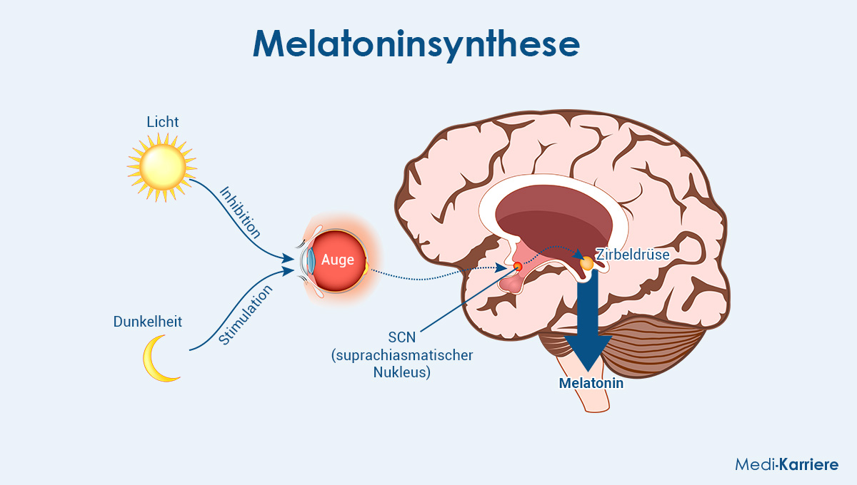 Melatonin Grafik