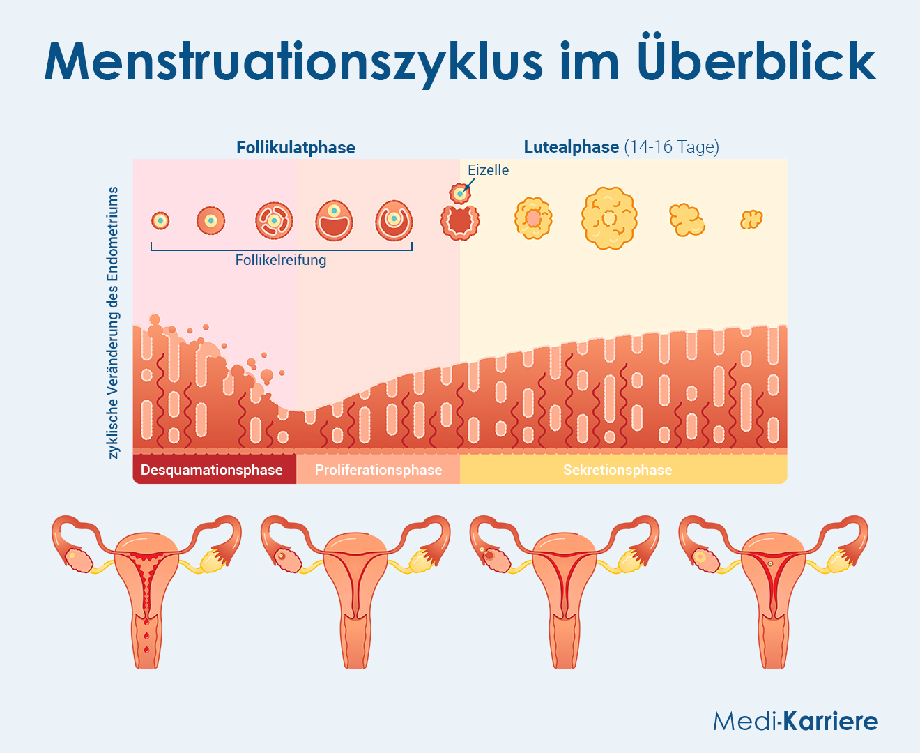 Menstruationszyklus Grafik