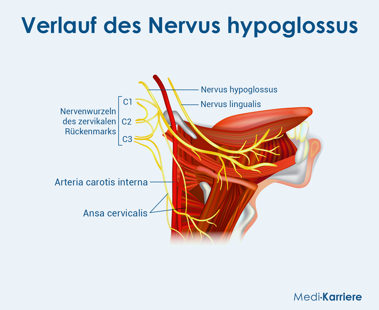 Nervus Hypoglossus Grafik