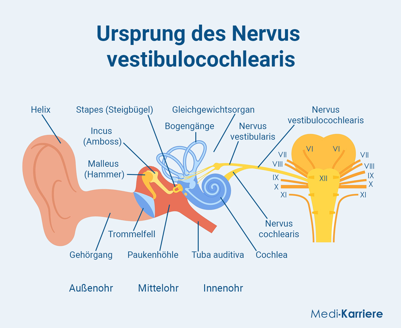 Nervus Vestibulocochlearis.Grafik