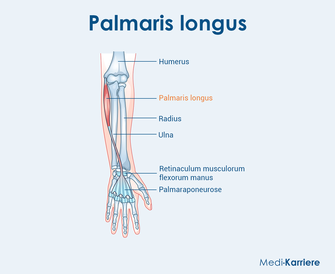 Palmaris Longus Grafik