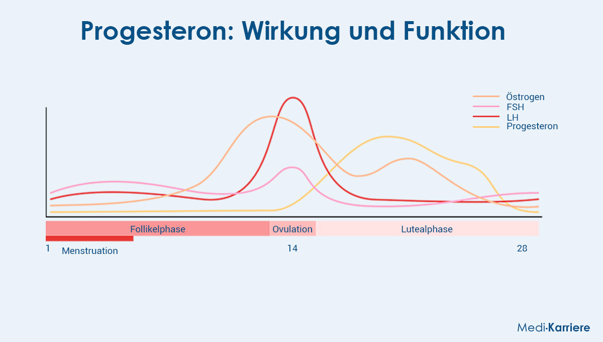 Progesteron Wirkung und Funktion   Medi Karriere