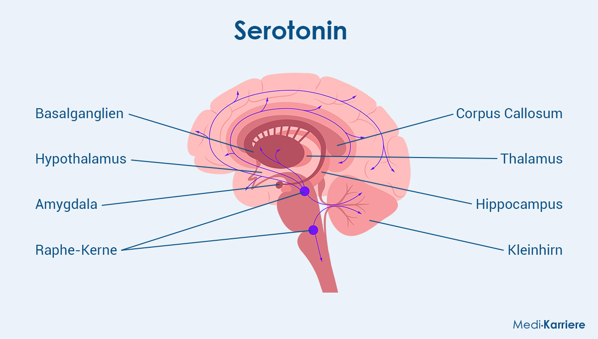 Serotonin Wirkung & Definition