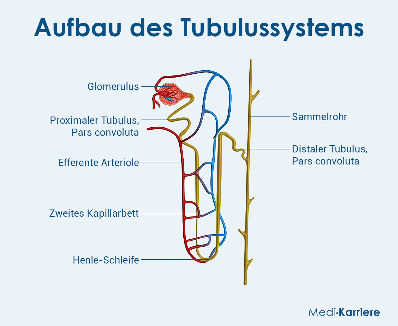 Tubulus 1 Grafik