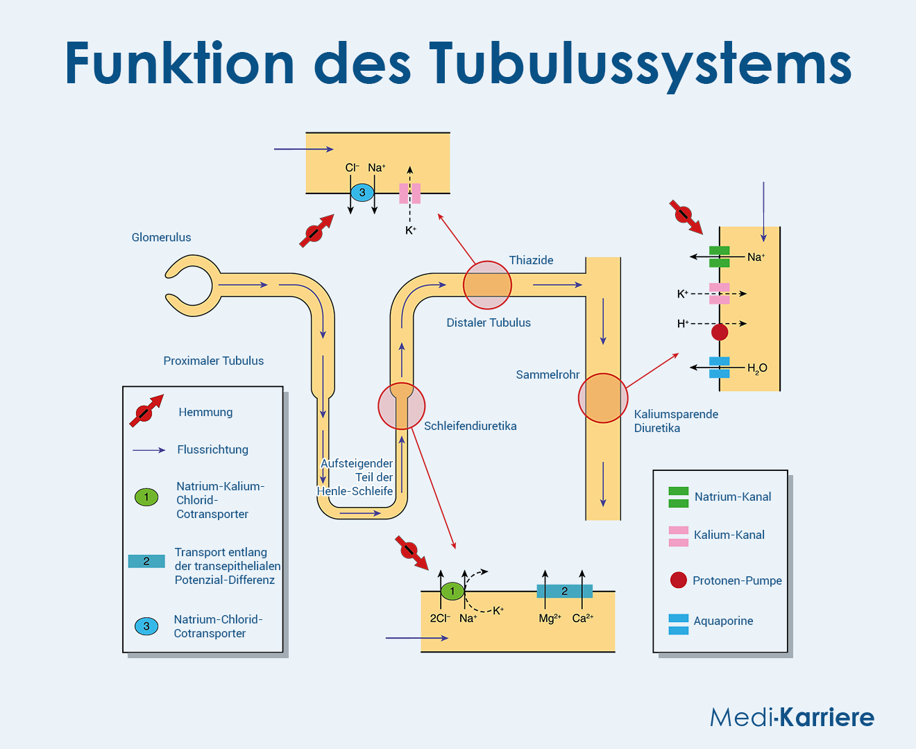 Tubulus 2 Grafik