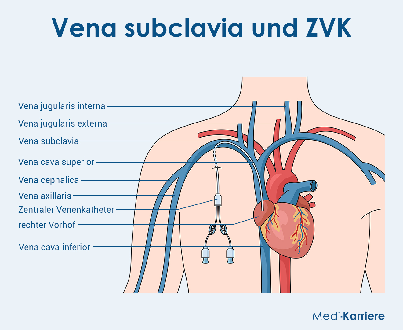 Vena Subclavia Grafik