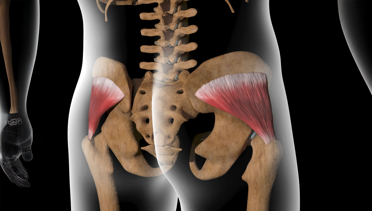 This,3d,Illustration,Shows,The,Gluteus,Minimus,Muscles,On,Xray