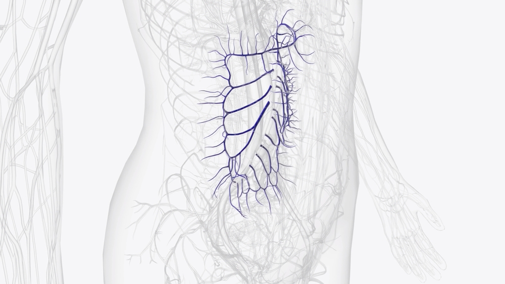 Branches,Of,Superior,Mesenteric,Vein,3d,Illustration