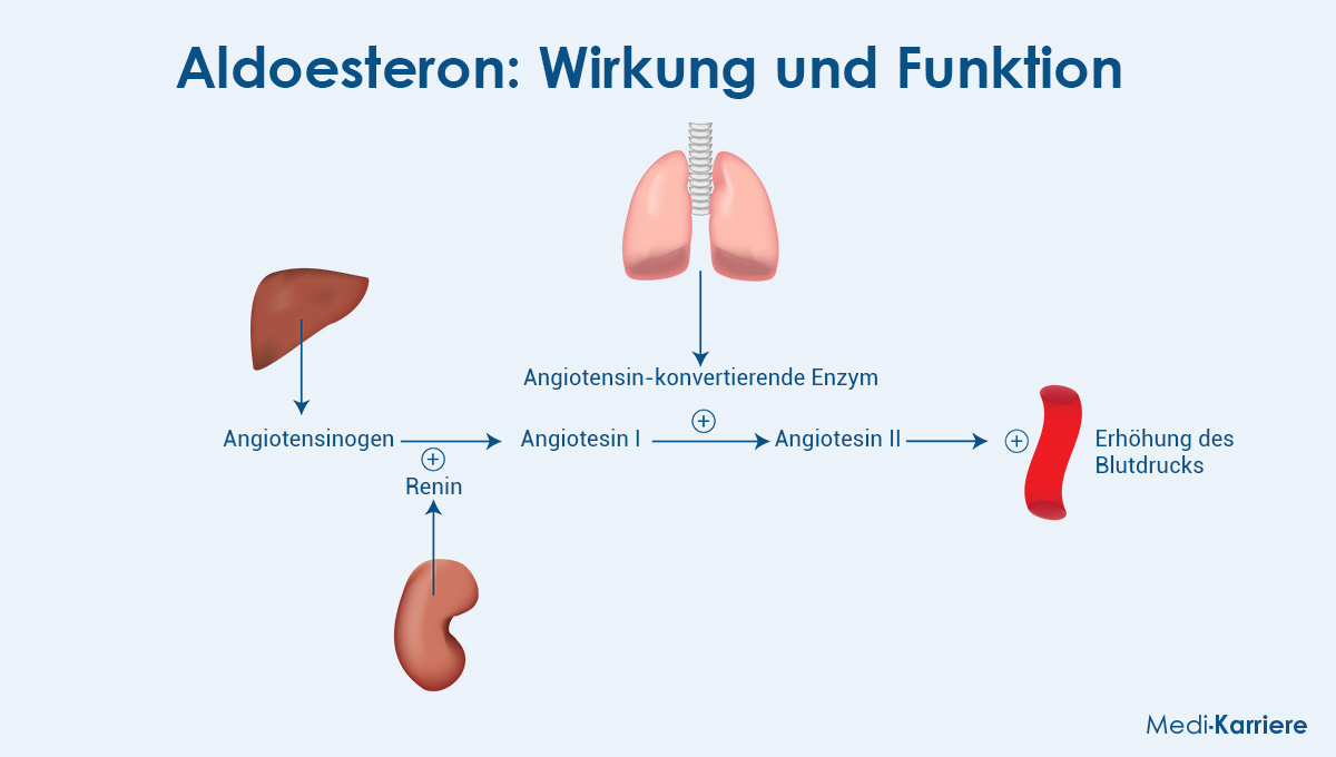 Aldosteron Grafik