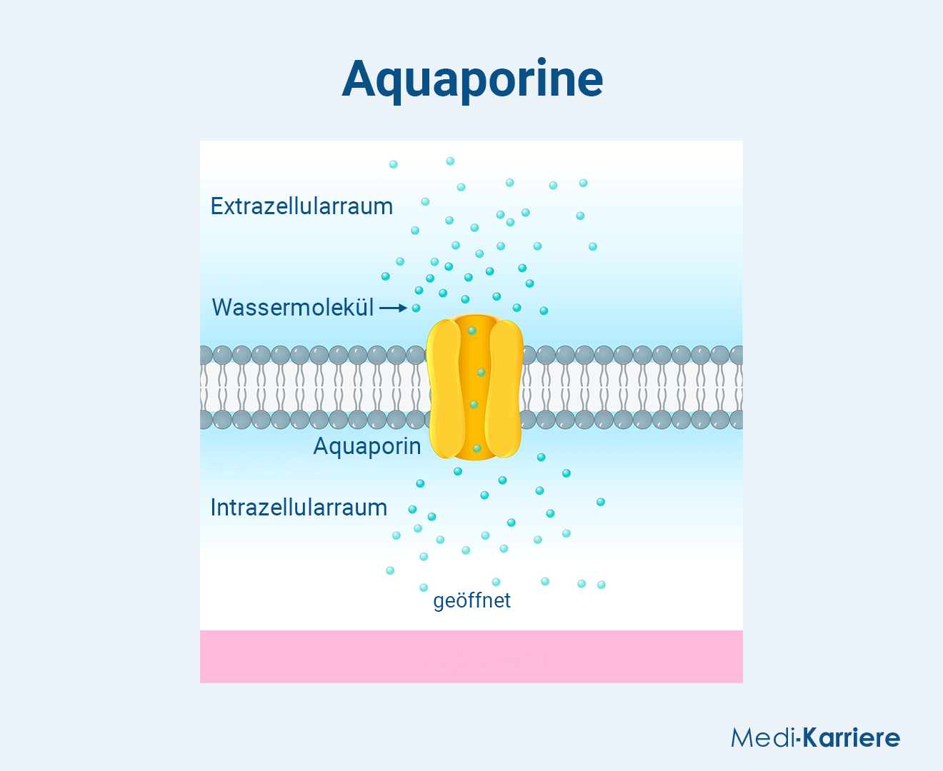 Aquaporine.Grafik