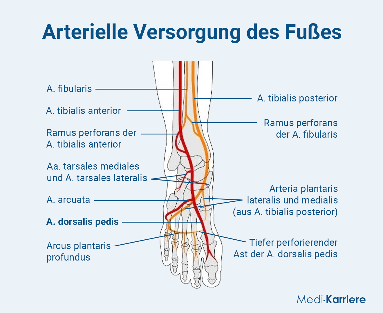 Arteria Dorsalis Pedis.Grafik