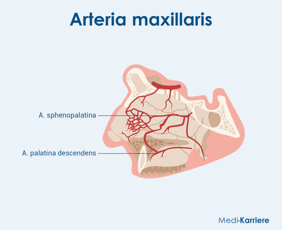 Arteria Maxillaris Grafik