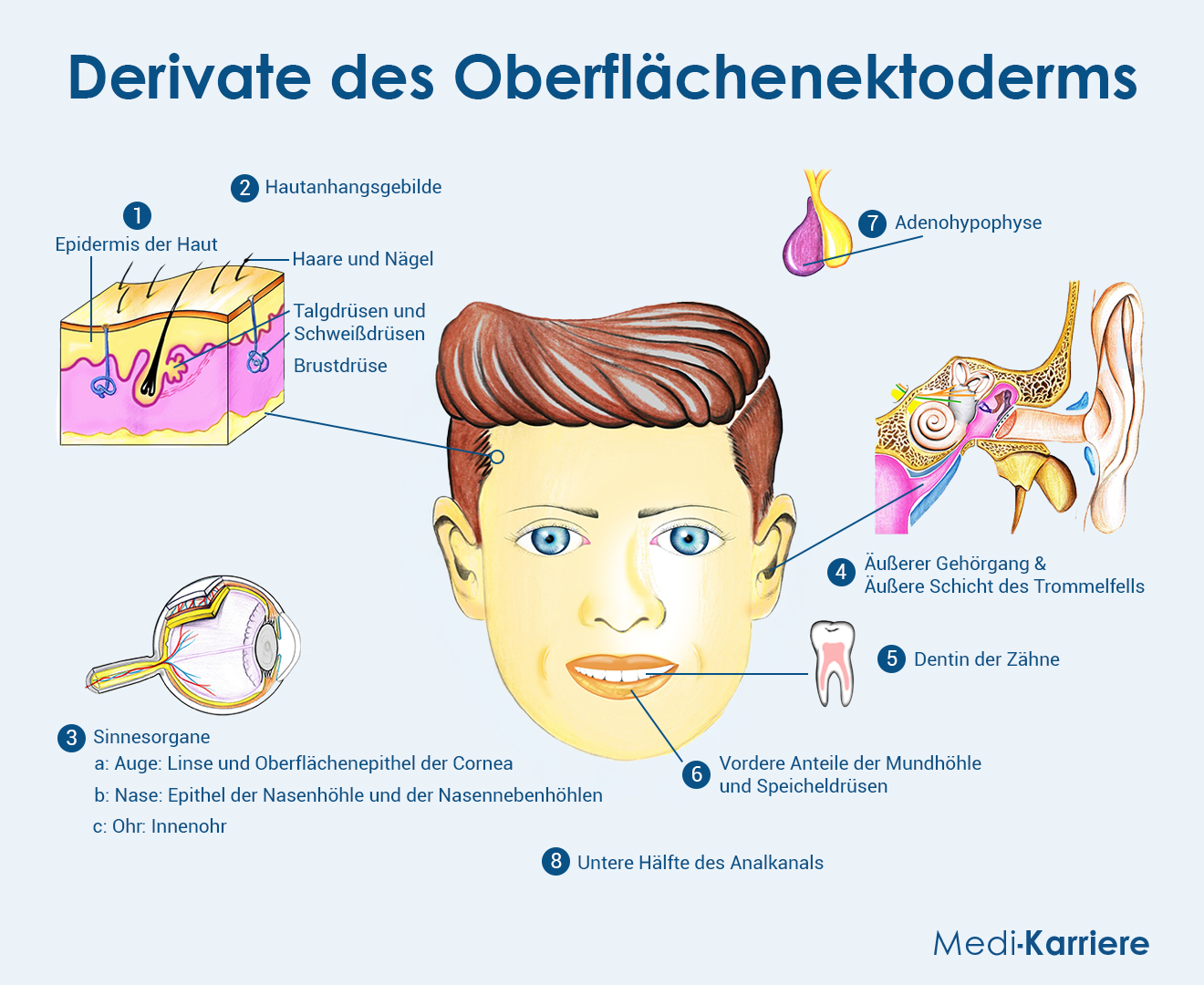 Ektoderm Grafik