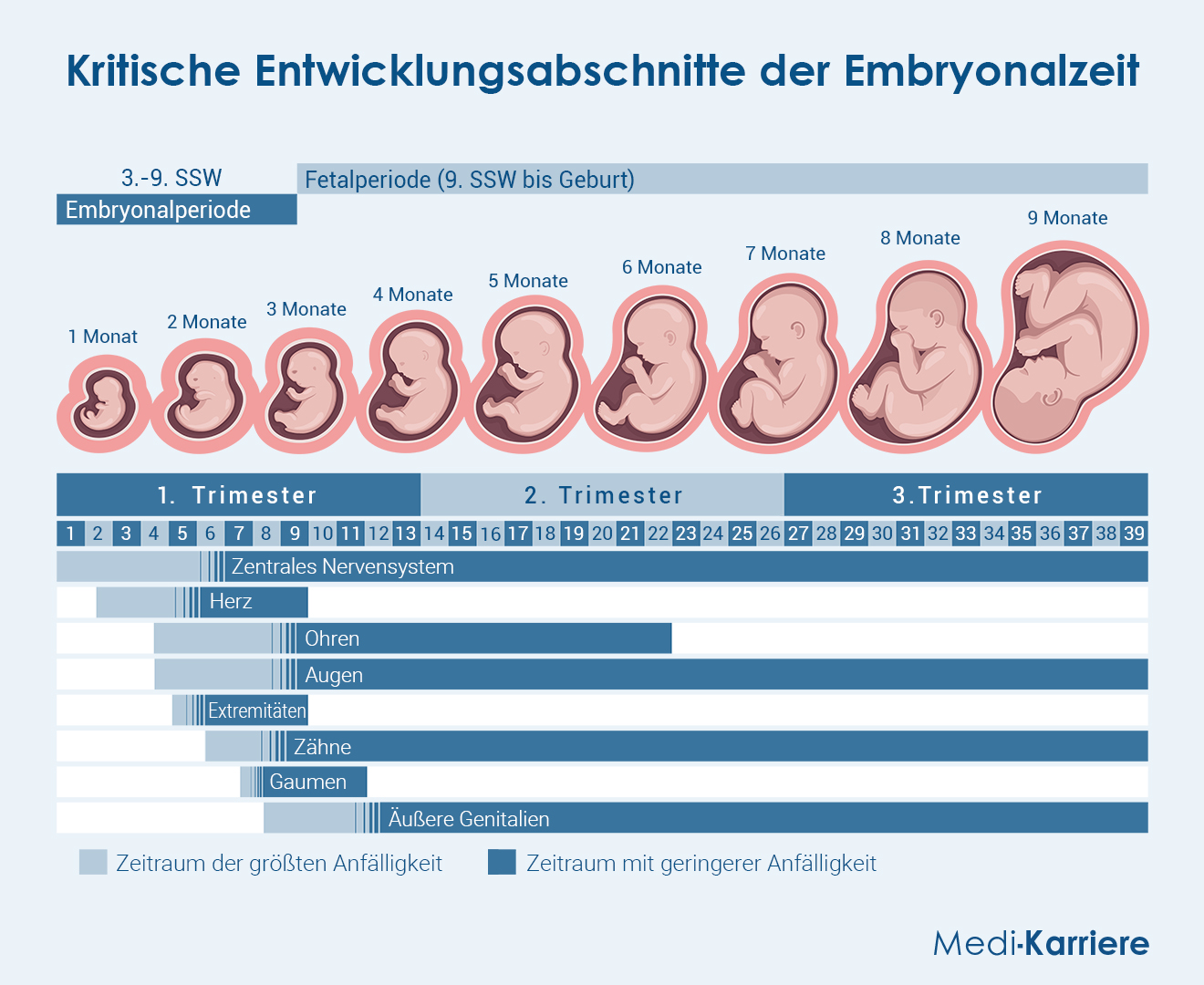 Embryologie Grafik