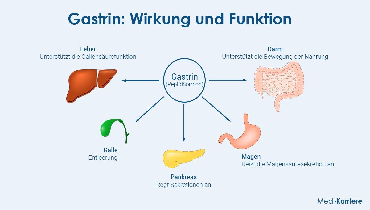 Gastrin Wirkung und Funktion   Medi Karriere