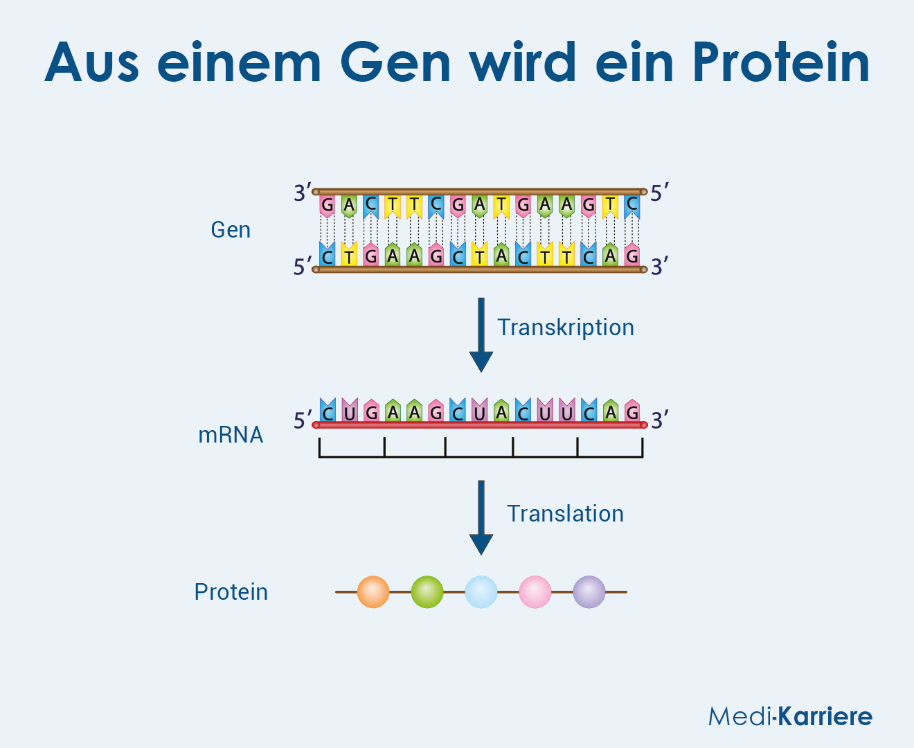 Gen 2 Grafik