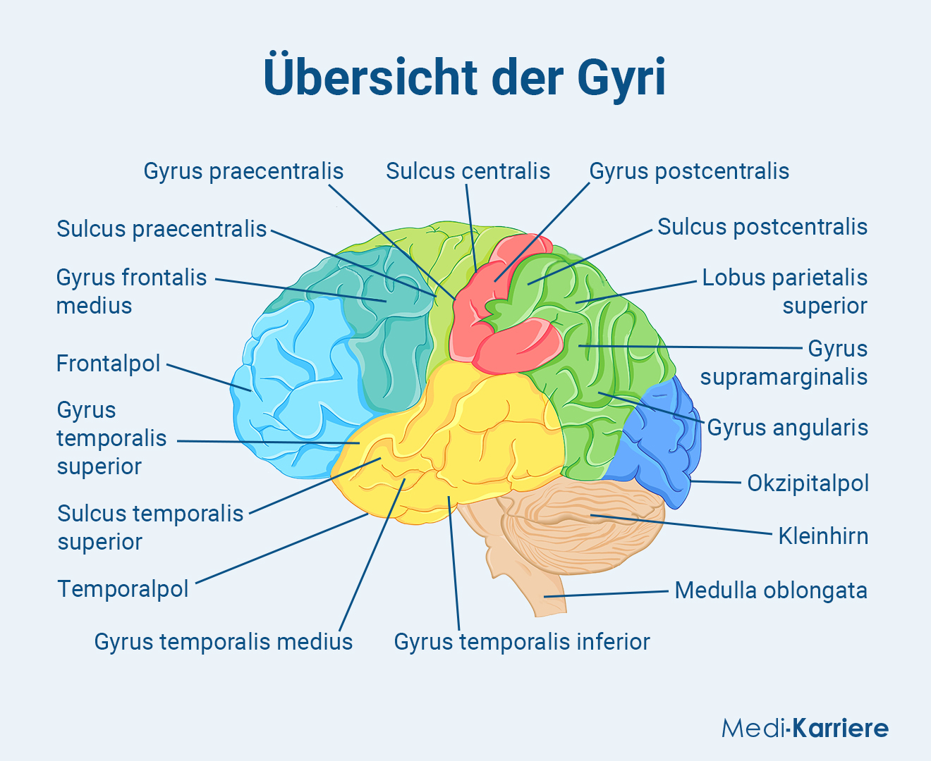 Gyri.Grafik