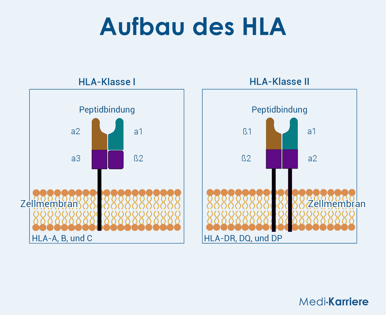 HLA Grafik