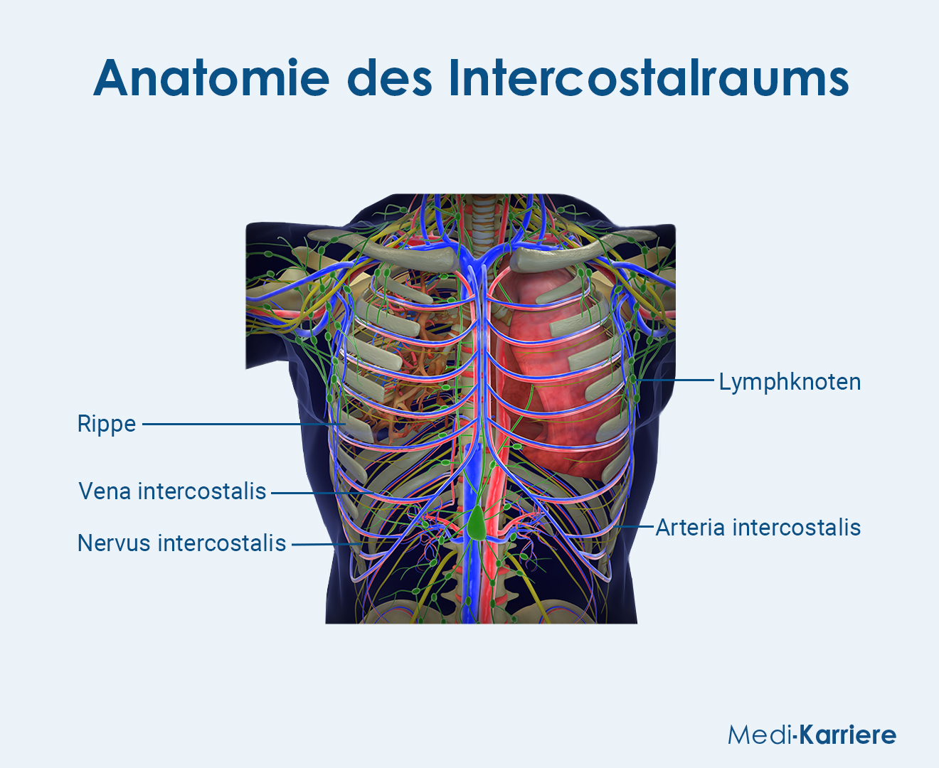 Intercostalräume.Grafik