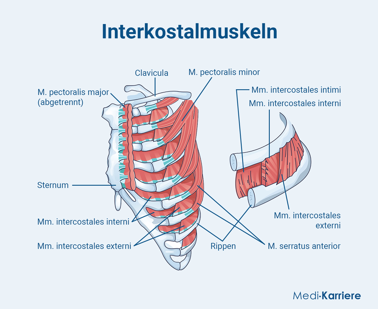 Interkostalmuskulatur.Grafik