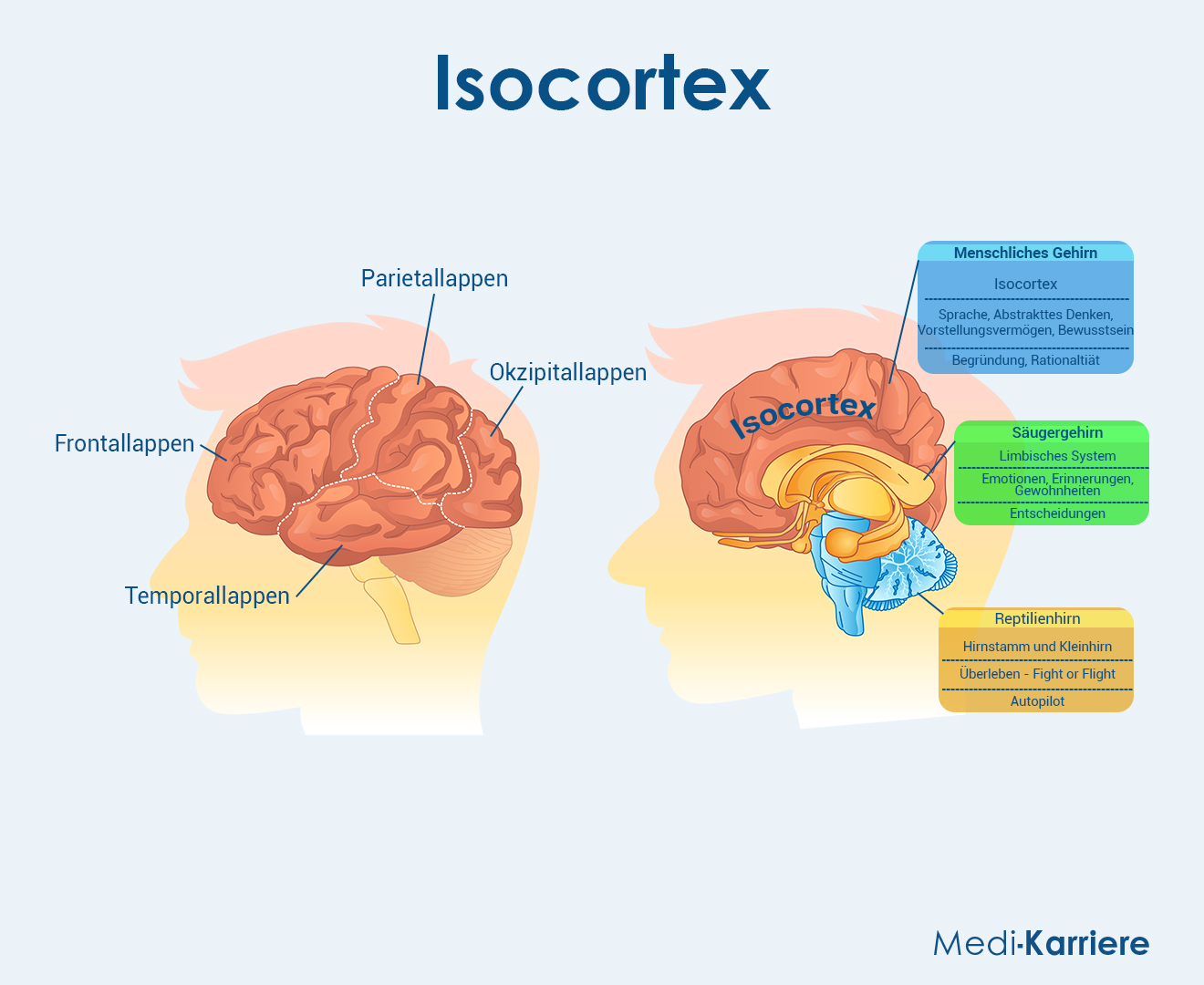 Isocortex Grafik