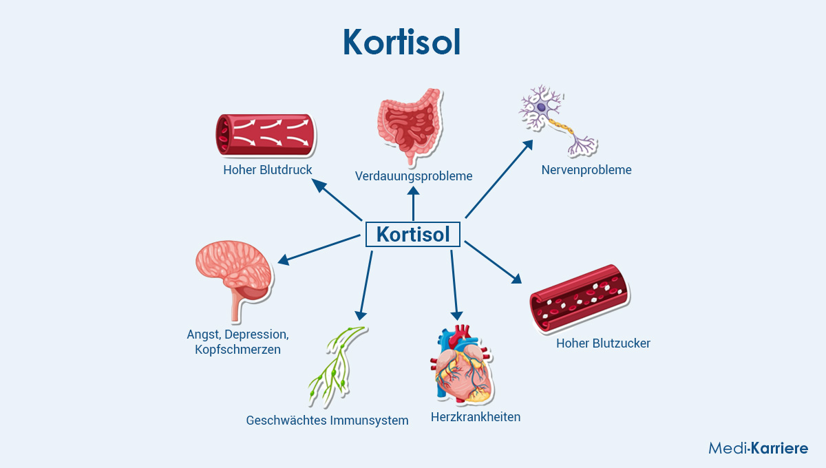 Kortisol Grafik