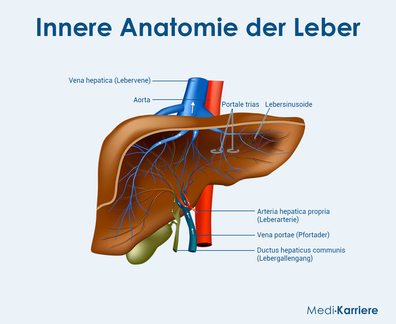 Leberpforte Grafik