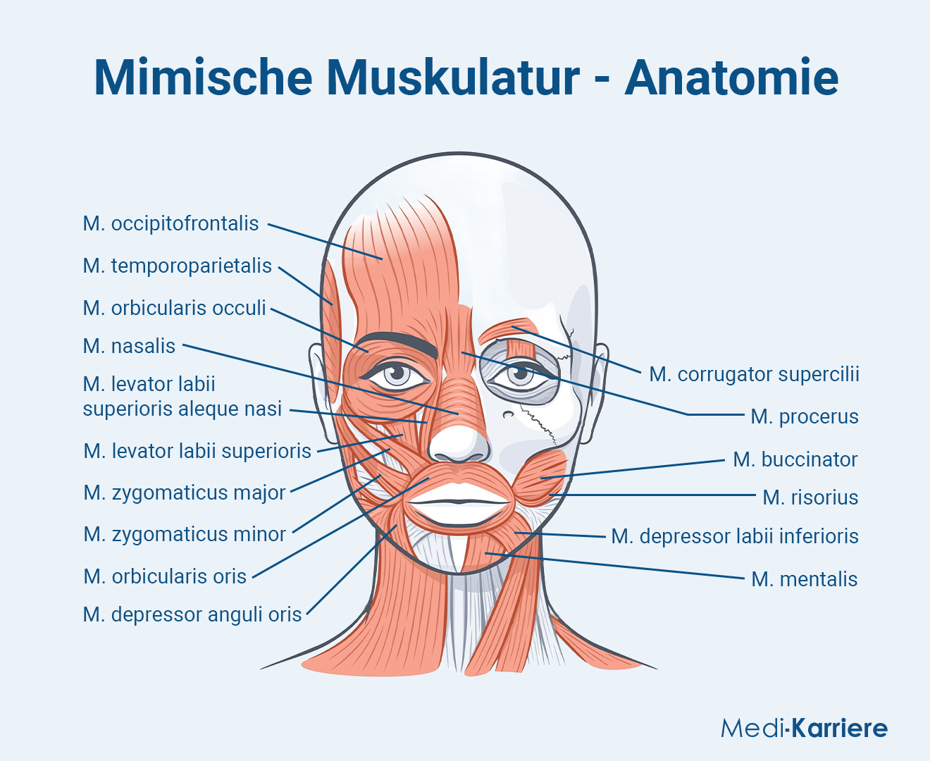 Mimische Muskulatur.Grafik