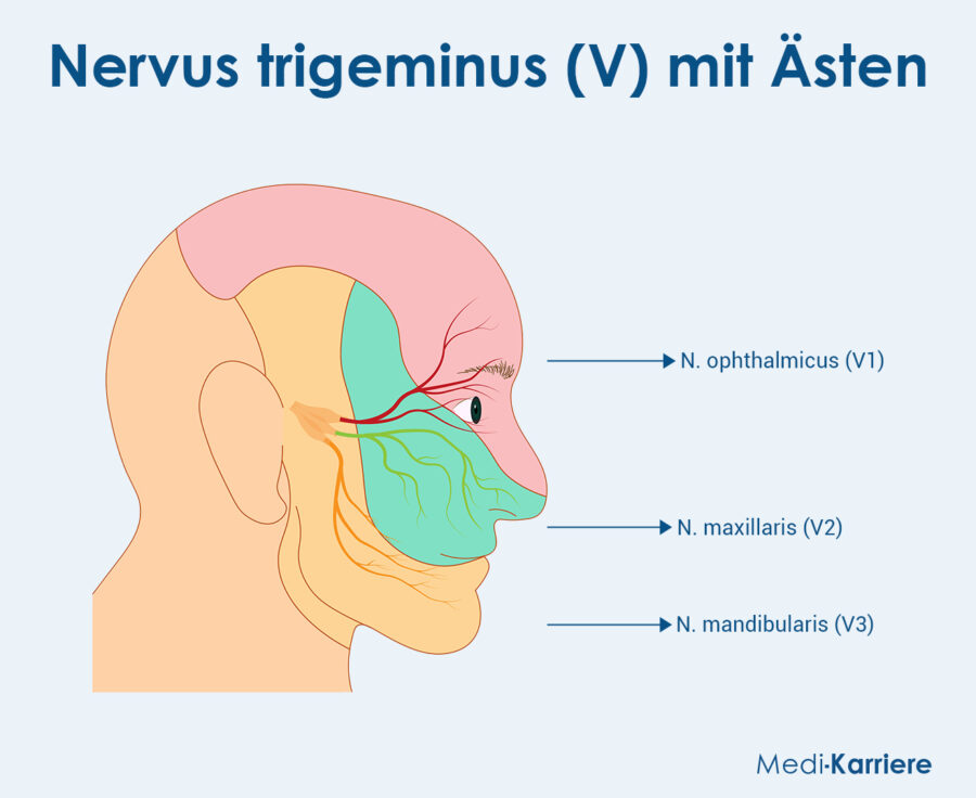 Nervus Maxillaris Grafik