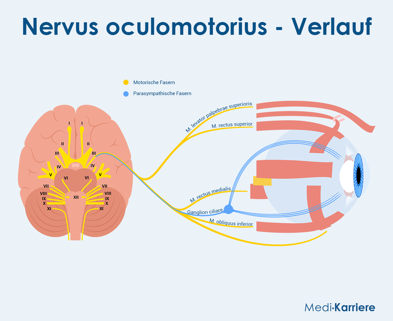 Nervus Oculomotorius Grafik