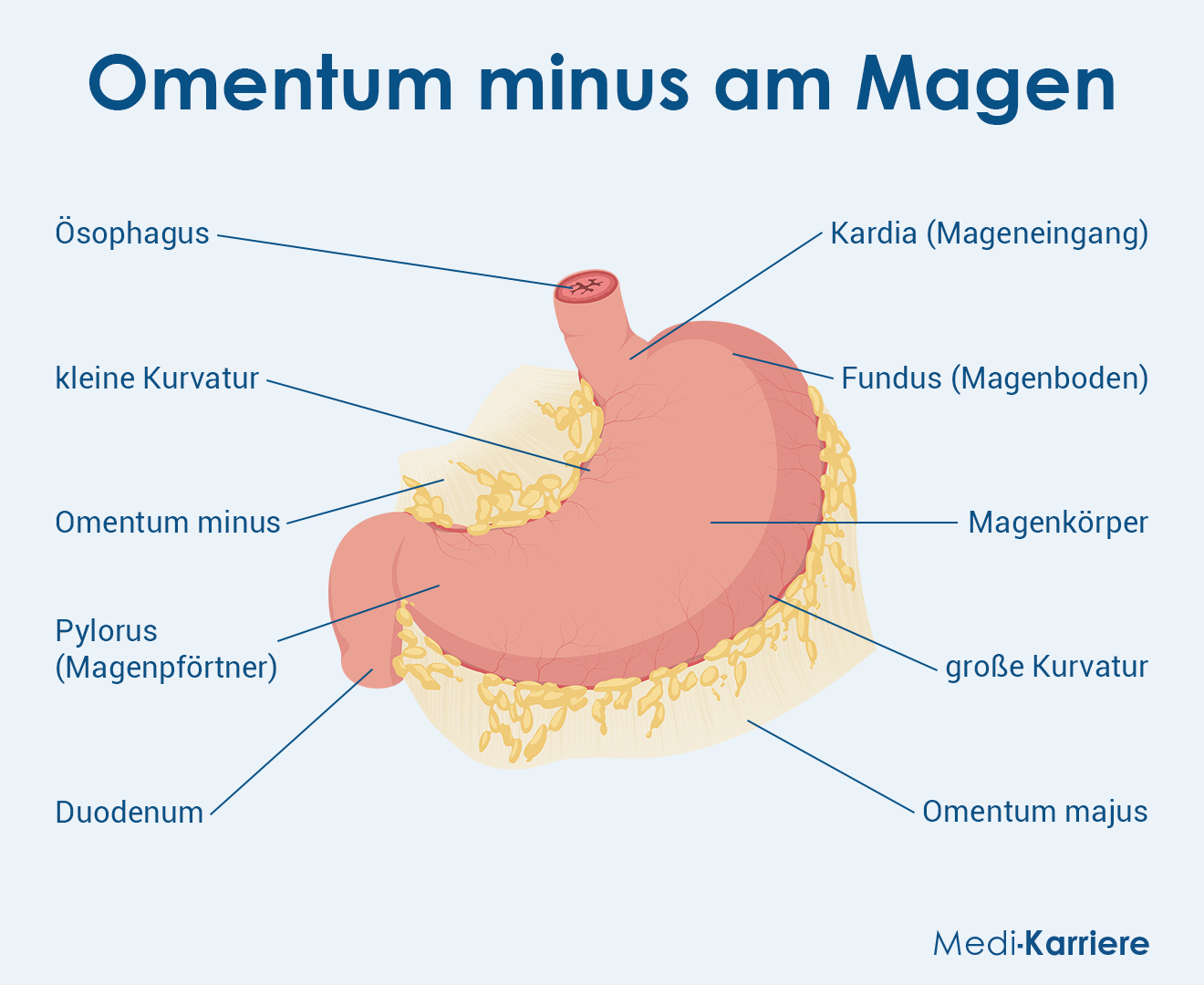 Omentum Minus Grafik