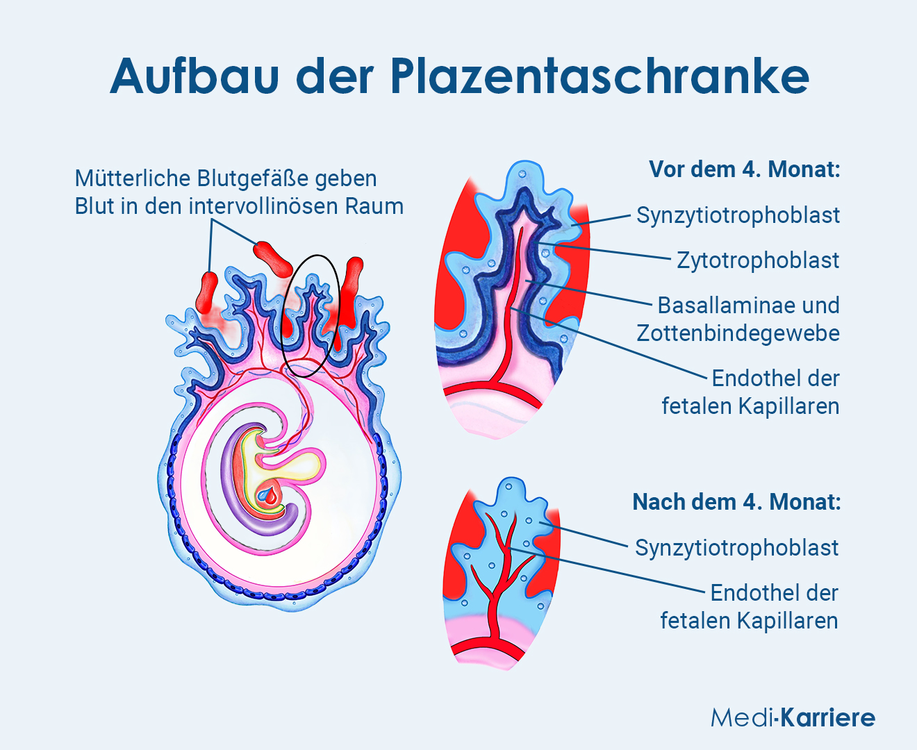 Plazentaschranke.Grafik