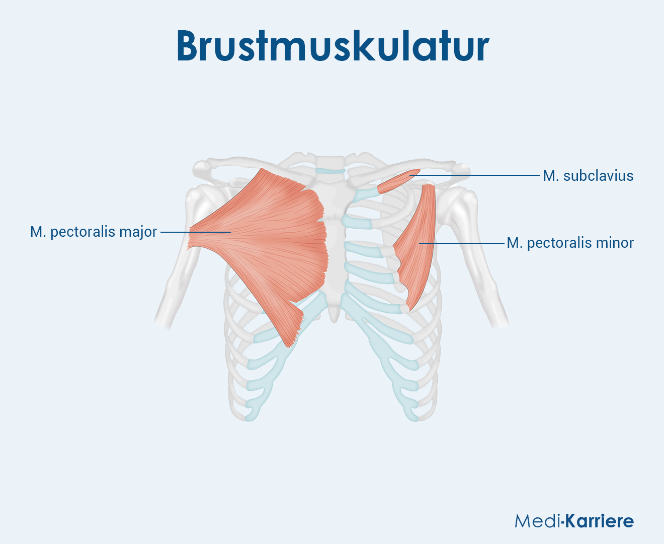 Rumpfmuskulatur 2