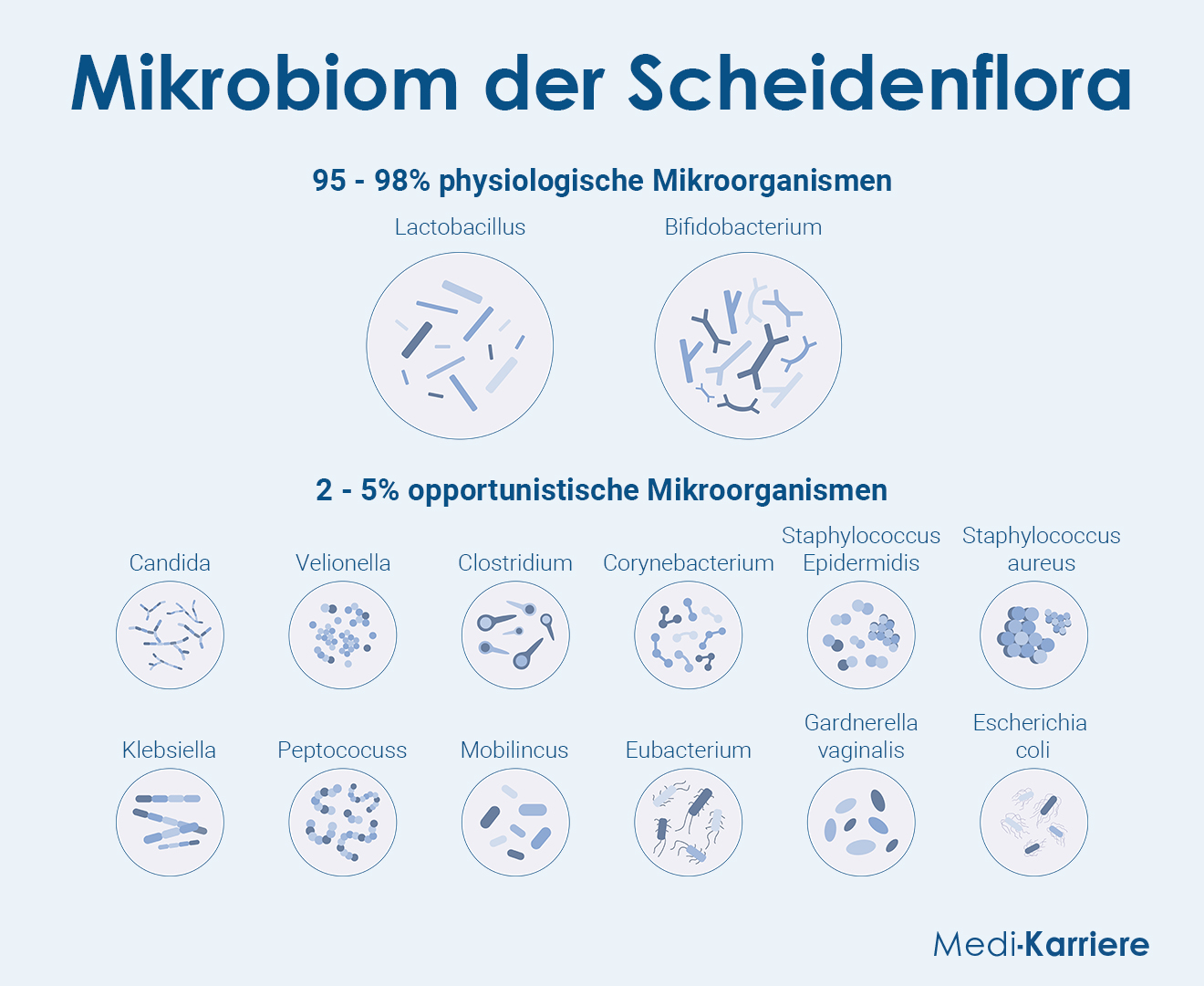 Scheidenflora Grafik