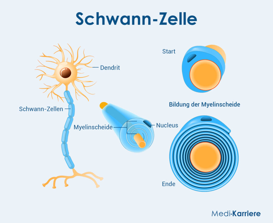 Schwann Zellen Grafik