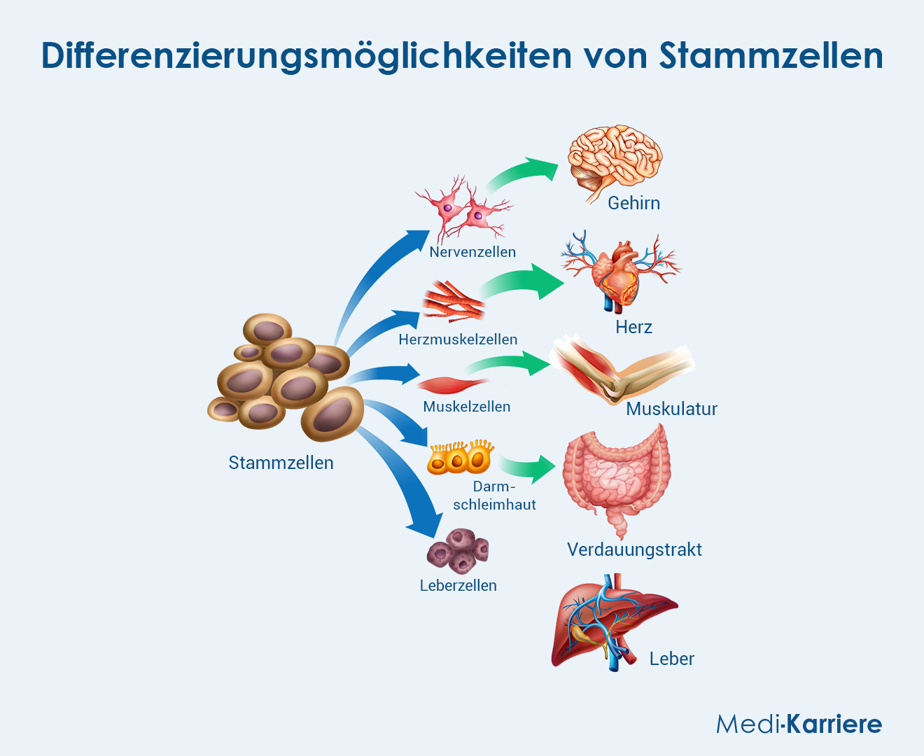 Stammzellen Grafik