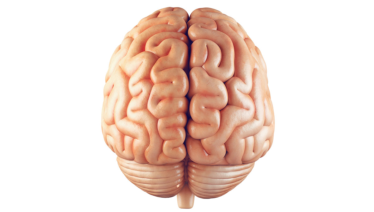 Realistic,3d,Illustration,Of,Human,Brain,Front,View,Isolated,On