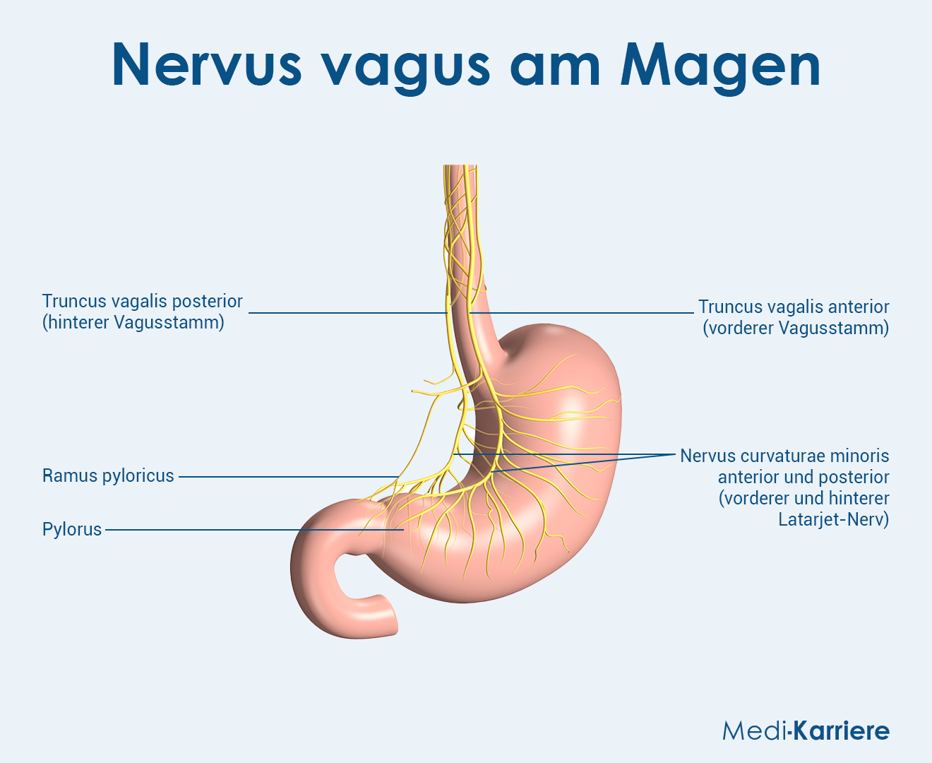 Truncus Vagalis Anterior Grafik