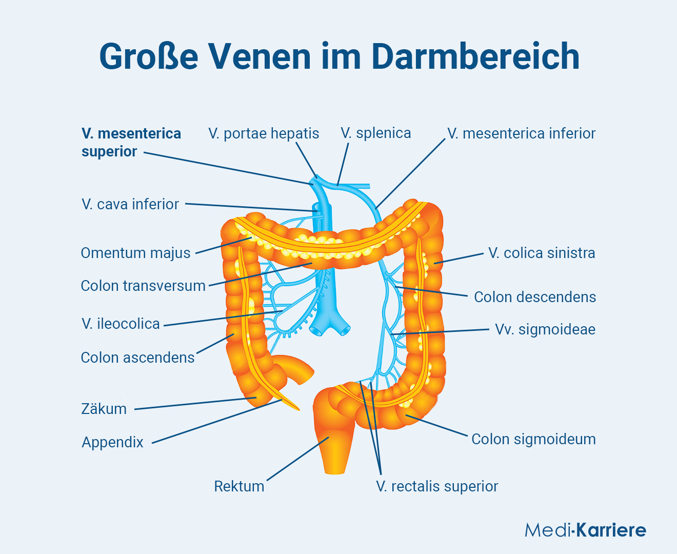 Vena Mesenterica Superior.Grafik