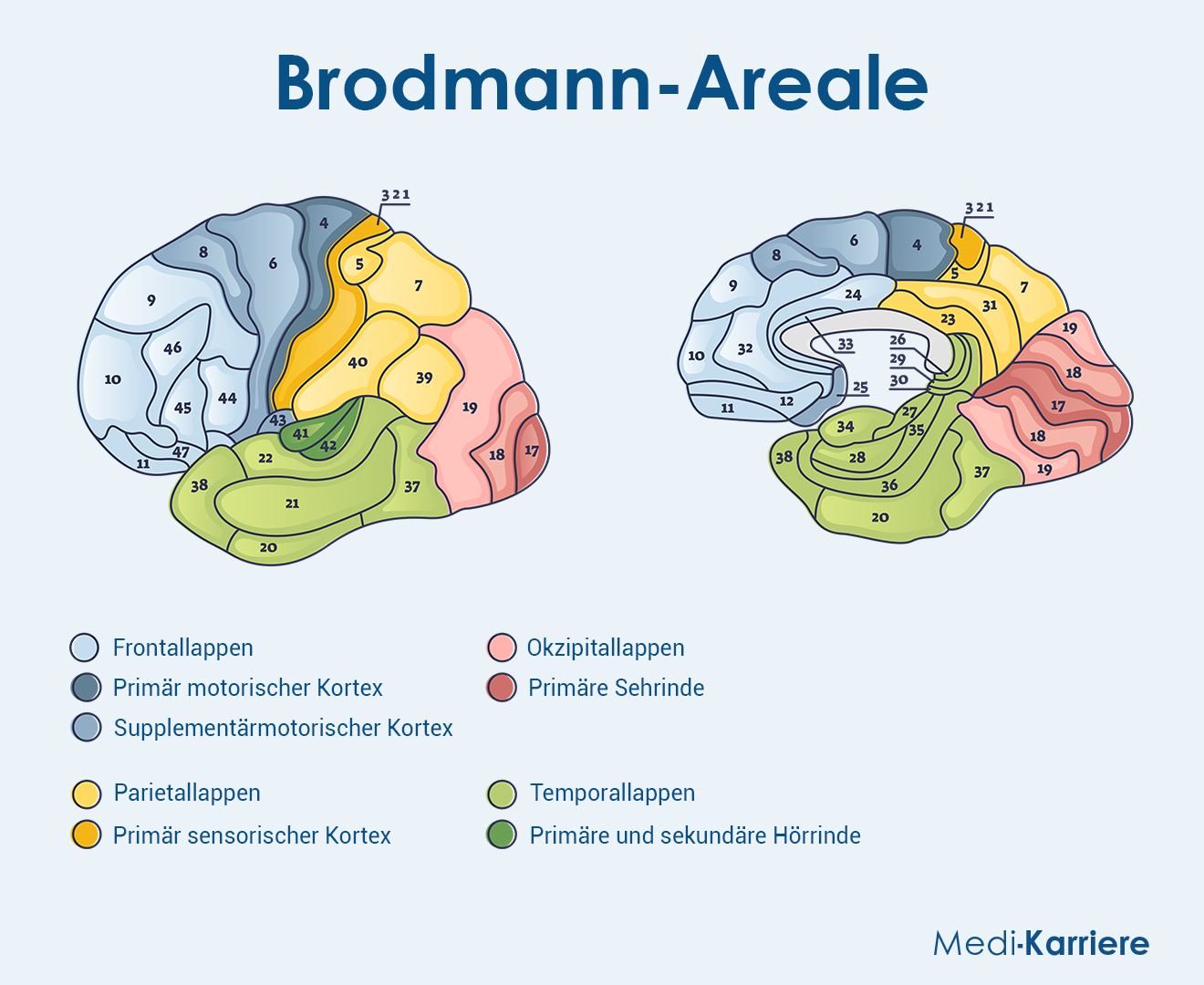 Brodmann Areale Grafik