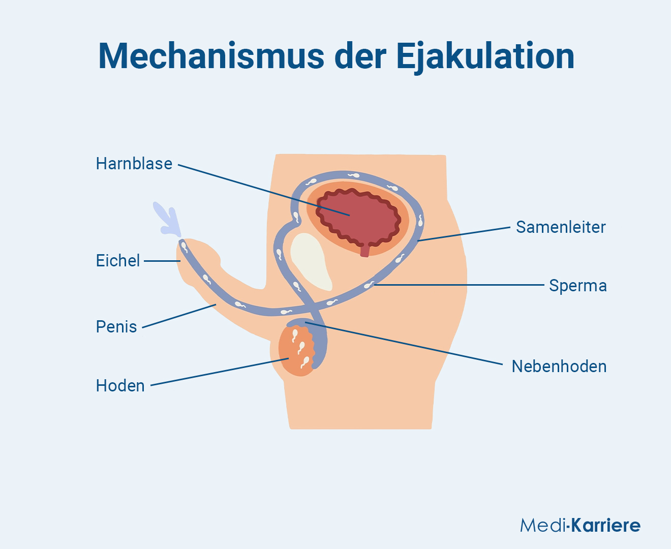 Ejakulation.Grafik