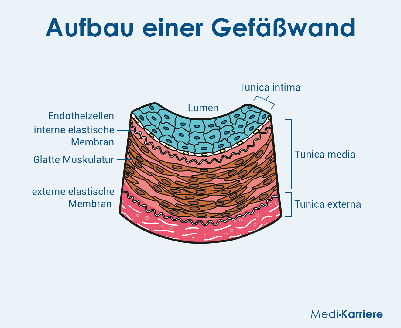 Gefäßwand Grafik