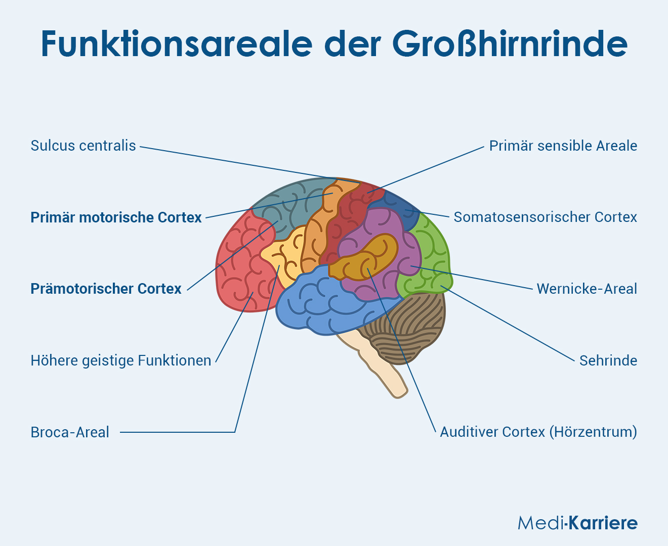 Motorischer Cortex Grafik