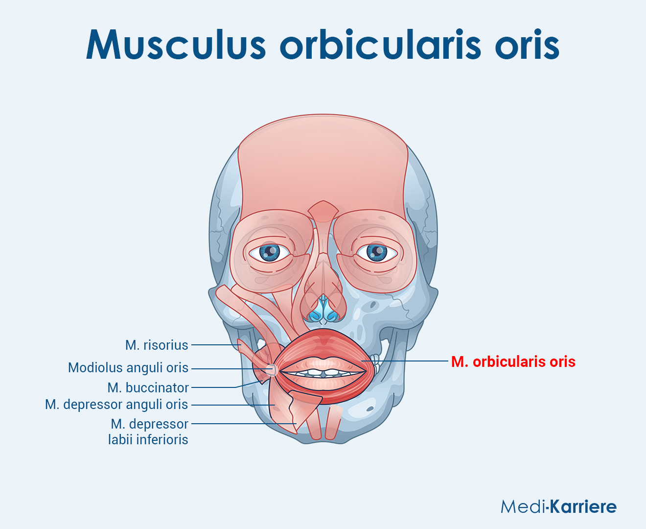 Musculus Orbicularis Oris Grafik