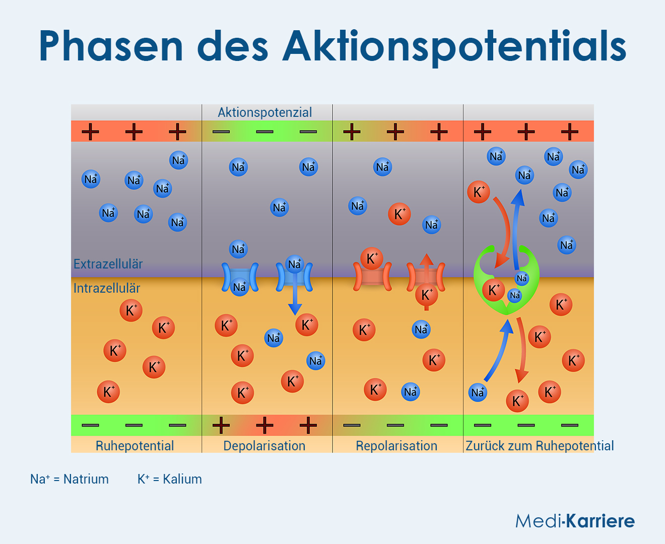 Ruhepotential Und Membranpotential Grafik